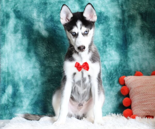 0711d-Galen-pomsky-puppy-The-Puppy-Lodge-scaled.jpg