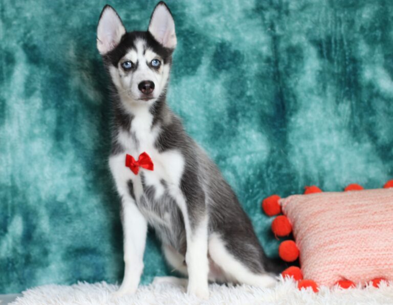 0711dd-Galen-pomsky-puppy-The-Puppy-Lodge-scaled.jpg