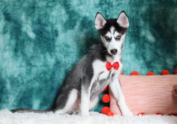0711ddd-Galen-pomsky-puppy-The-Puppy-Lodge-scaled.jpg