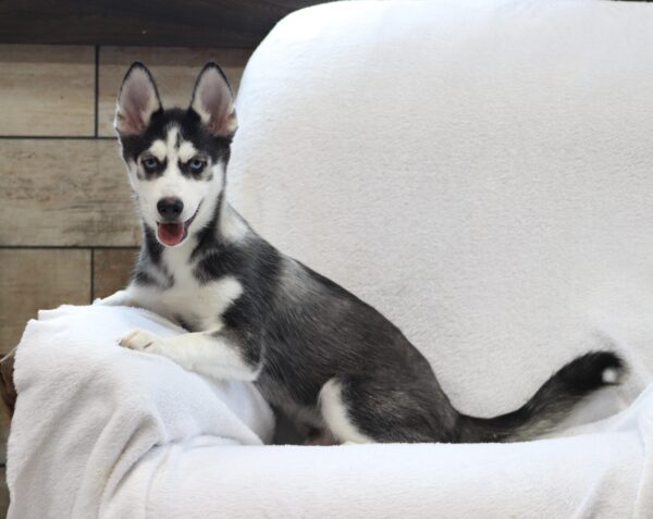 0711ee-Galen-pomsky-puppy-The-Puppy-Lodge-scaled.jpg