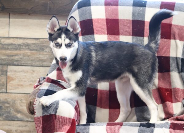 0711f-Galen-pomsky-puppy-The-Puppy-Lodge-scaled.jpg