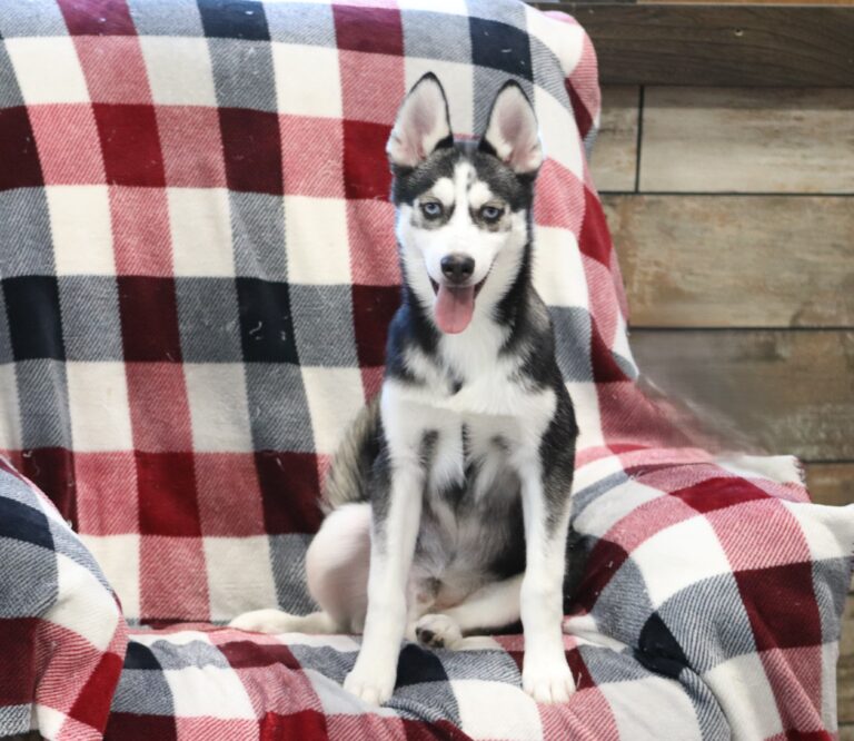 0711f-Galen-pomsky-puppy-The-Puppy-Lodge-scaled.jpg