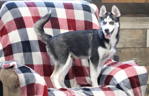 0711fff-Galen-pomsky-puppy-The-Puppy-Lodge-scaled.jpg