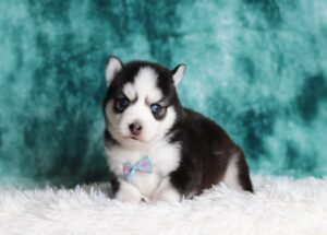 0712a-Gabriel-pomsky-puppy-The-Puppy-Lodge-scaled.jpg