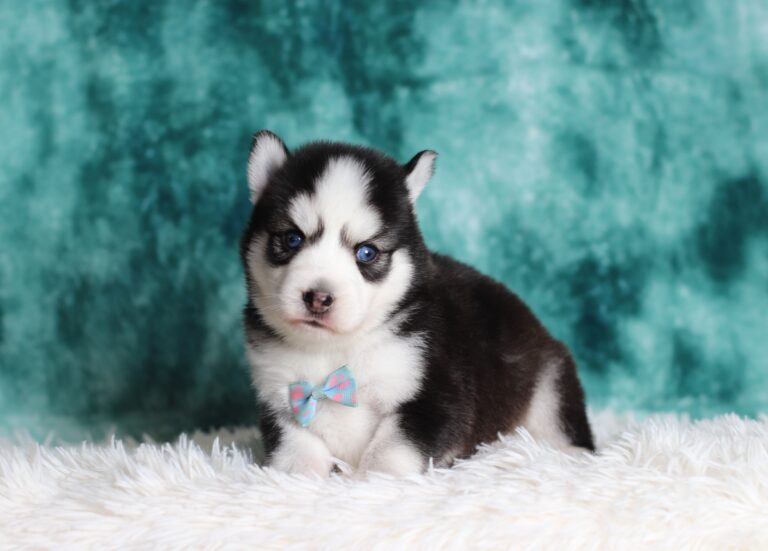 0712a-Gabriel-pomsky-puppy-The-Puppy-Lodge-scaled.jpg