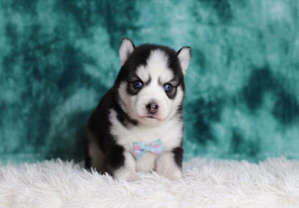 0712aa-Gabriel-pomsky-puppy-The-Puppy-Lodge-scaled.jpg