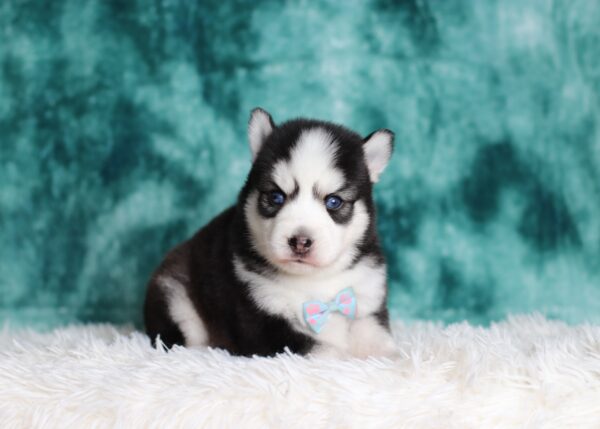 0712aaa Gabriel pomsky puppy-The Puppy Lodge.JPG