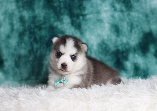 0713A-Gordon-pomsky-puppy-The-Puppy-Lodge-scaled.jpg