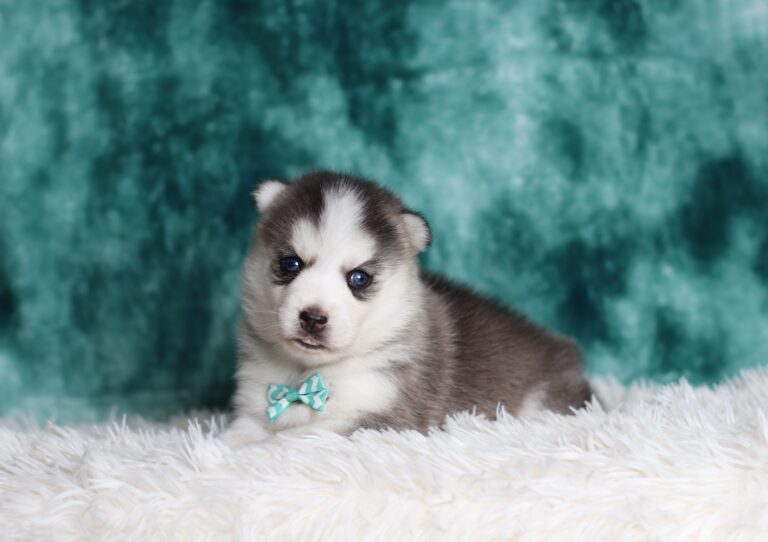 0713A-Gordon-pomsky-puppy-The-Puppy-Lodge-scaled.jpg