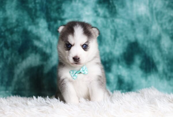 0713aa-Gordon-pomsky-puppy-The-Puppy-Lodge-scaled.jpg