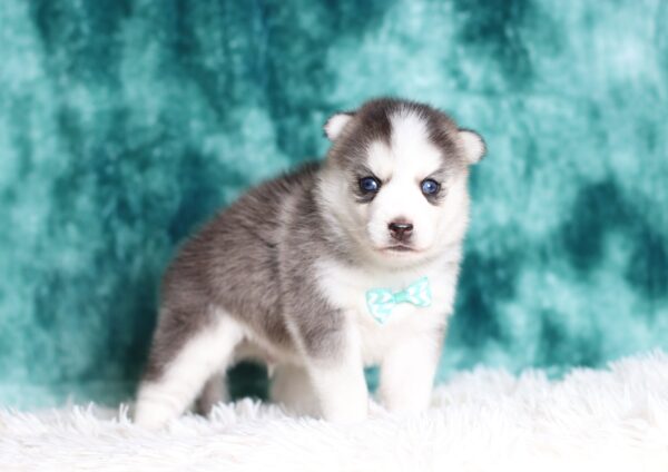 0713aaa Gordon pomsky puppy-The Puppy Lodge.JPG