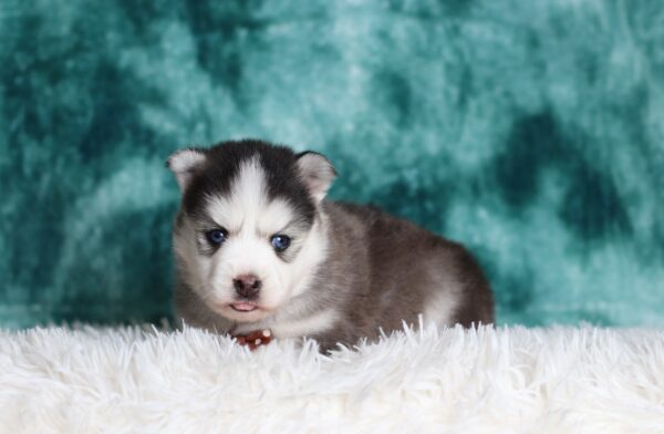0714a-Glen-pomsky-puppy-The-Puppy-Lodge-scaled.jpg