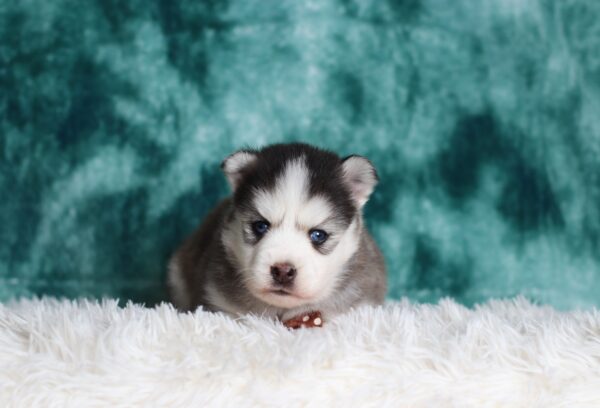 0714aa-Glen-pomsky-puppy-The-Puppy-Lodge-scaled.jpg