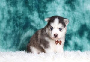 0714aaa-Glen-pomsky-puppy-The-Puppy-Lodge-scaled.jpg