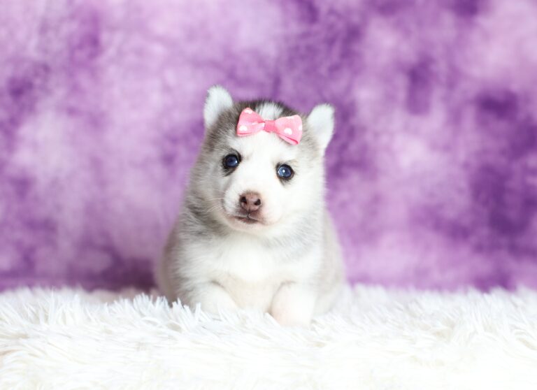 0716aa-Gia-pomsky-puppy-The-Puppy-Lodge-scaled.jpg