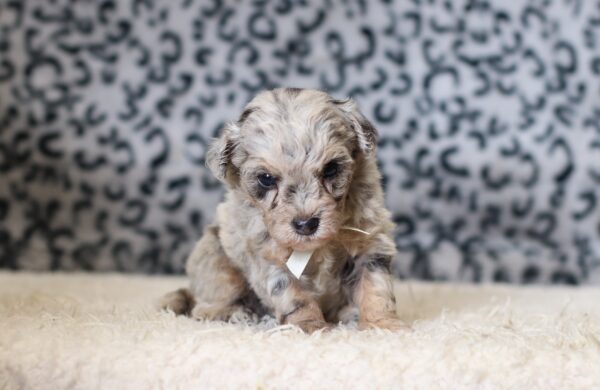 1064a-Gabe-mini-poodle-The-Puppy-Lodge-scaled.jpg