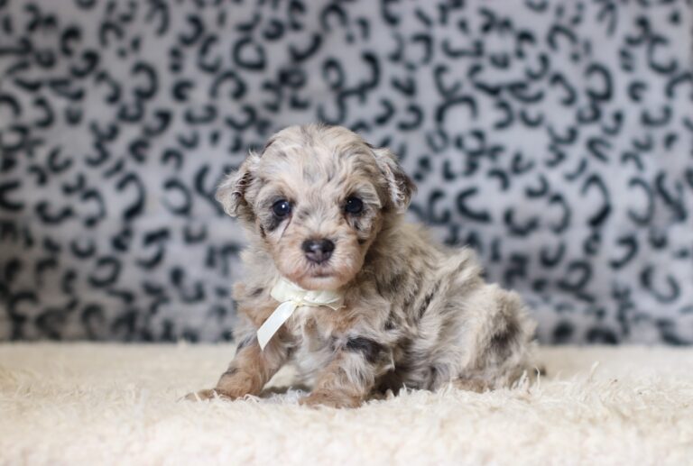 1064aa-Gabe-mini-poodle-The-Puppy-Lodge-scaled.jpg