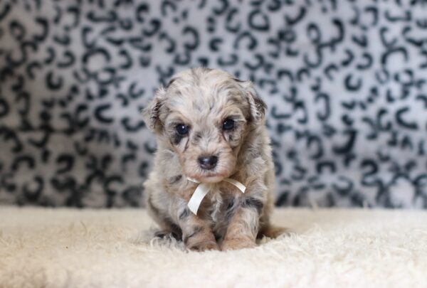 1064aaa Gabe mini poodle-The Puppy Lodge.JPG