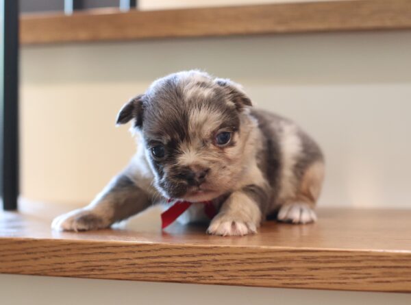 1069aa-Marlo-frenchie-puppy-The-Puppy-Lodge-scaled.jpg