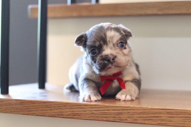 1069aaa Marlo frenchie puppy The Puppy Lodge.JPG
