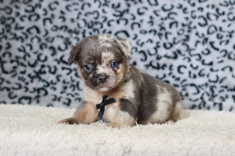 1069bb-Marlo-frenchie-puppy-The-Puppy-Lodge-scaled.jpg