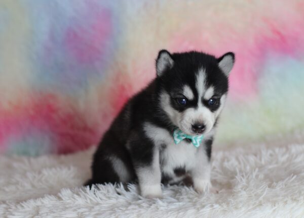 1582a-Lenny-pomsky-puppy-The-Puppy-Lodge-scaled.jpg