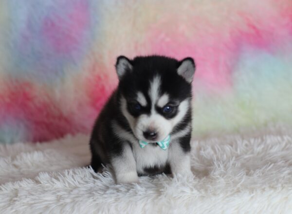 1582aa-Lenny-pomsky-puppy-The-Puppy-Lodge-scaled.jpg