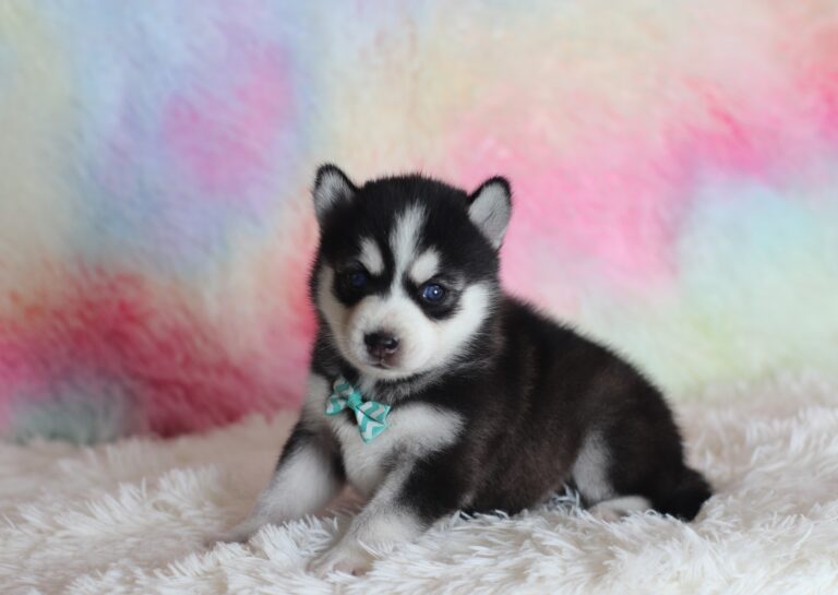 1582aaa Lenny pomsky puppy-The Puppy Lodge.JPG