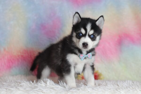 1582bLenny pomsky puppy-The Puppy Lodge.JPG