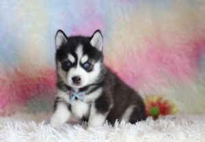 1582bbLenny-pomsky-puppy-The-Puppy-Lodge-scaled.jpg
