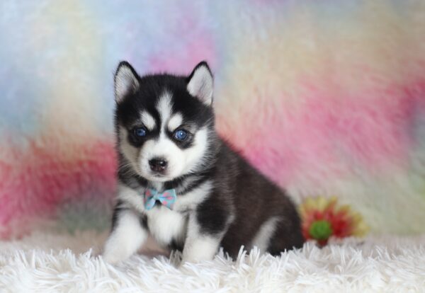 1582bbLenny-pomsky-puppy-The-Puppy-Lodge-scaled.jpg