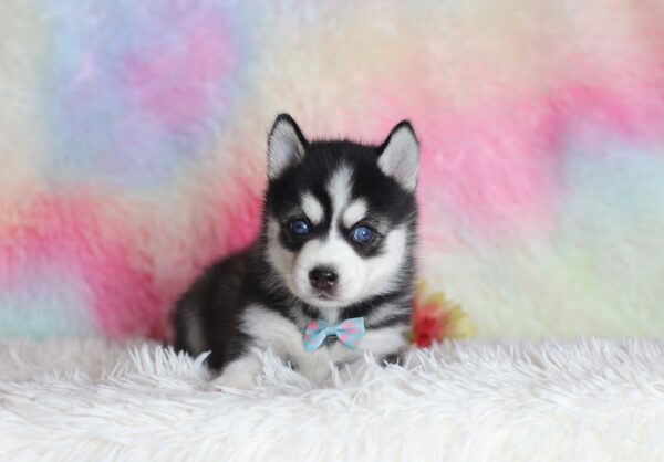 1582bbbLenny-pomsky-puppy-The-Puppy-Lodge-scaled.jpg
