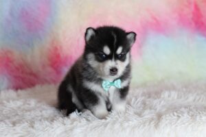 1583a-Leander-pomsky-puppy-The-Puppy-Lodge-scaled.jpg