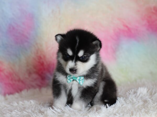 1583aa-Leander-pomsky-puppy-The-Puppy-Lodge-scaled.jpg