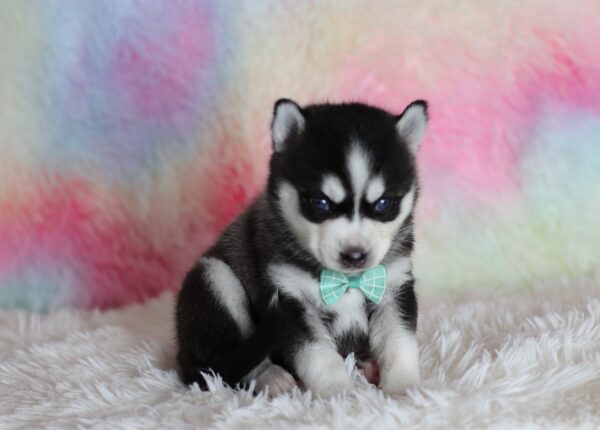 1584a-Lincoln-pomsky-puppy-The-Puppy-Lodge-scaled.jpg
