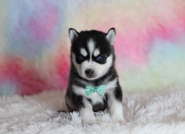 1584aa-Lincoln-pomsky-puppy-The-Puppy-Lodge-scaled.jpg