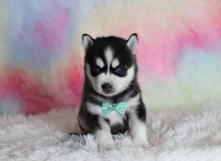 1584aa-Lincoln-pomsky-puppy-The-Puppy-Lodge-scaled.jpg