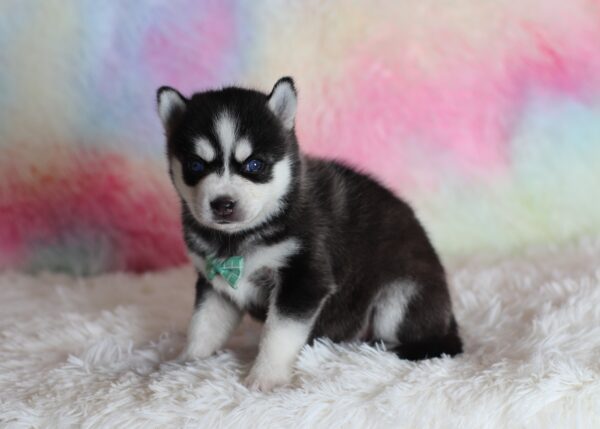 1584aaa-Lincoln-pomsky-puppy-The-Puppy-Lodge-scaled.jpg