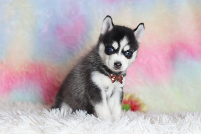 1582bbbLenny-pomsky-puppy-The-Puppy-Lodge-scaled.jpg
