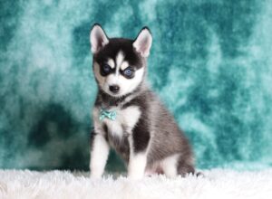 1584cLincoln-pomsky-puppy-The-Puppy-Lodge-scaled.jpg