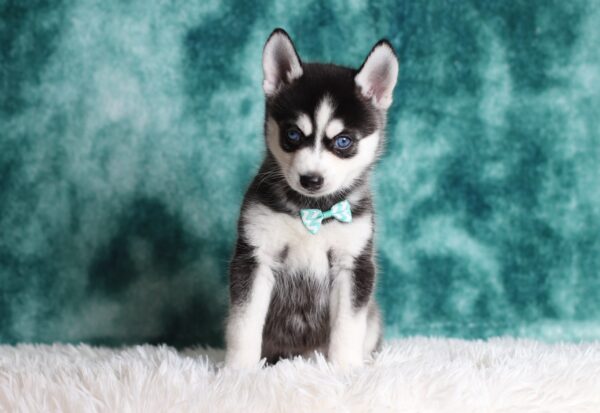 1584ccLincoln-pomsky-puppy-The-Puppy-Lodge-scaled.jpg