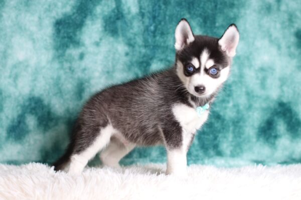 1584cccLincoln-pomsky-puppy-The-Puppy-Lodge-scaled.jpg