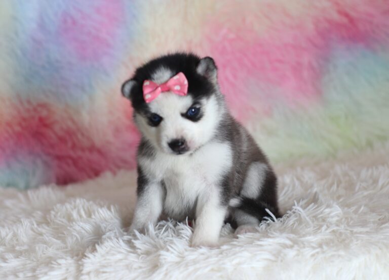 1585a-Lincoln-pomsky-puppy-The-Puppy-Lodge-scaled.jpg