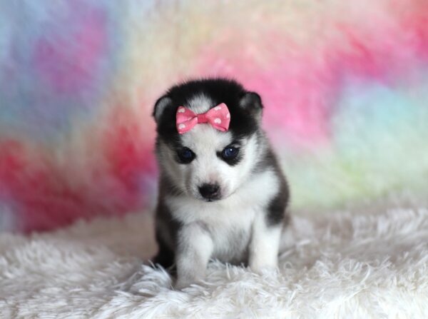 1585aa-Lincoln-pomsky-puppy-The-Puppy-Lodge-scaled.jpg
