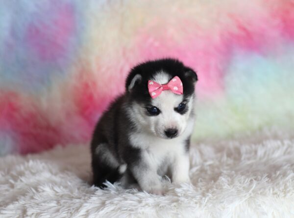 1585aaa-Lincoln-pomsky-puppy-The-Puppy-Lodge-scaled.jpg