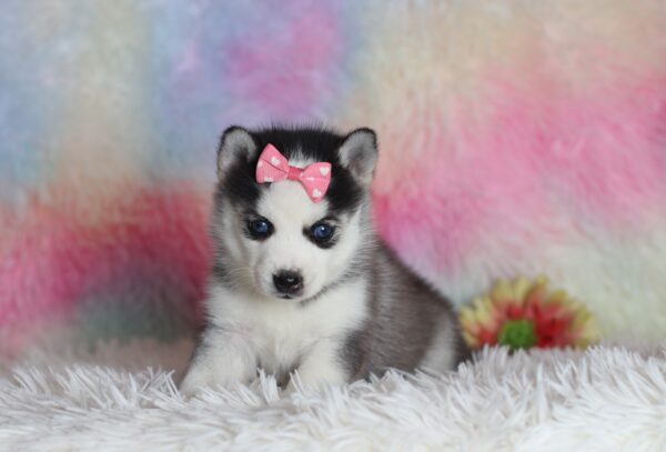 1585bLayla pomsky puppy-The Puppy Lodge.JPG
