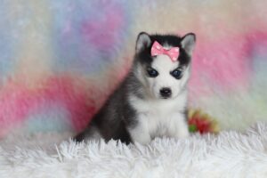 1585bbLayla-pomsky-puppy-The-Puppy-Lodge-scaled.jpg