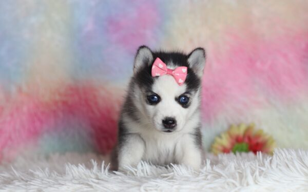 1585bbbLayla-pomsky-puppy-The-Puppy-Lodge-scaled.jpg