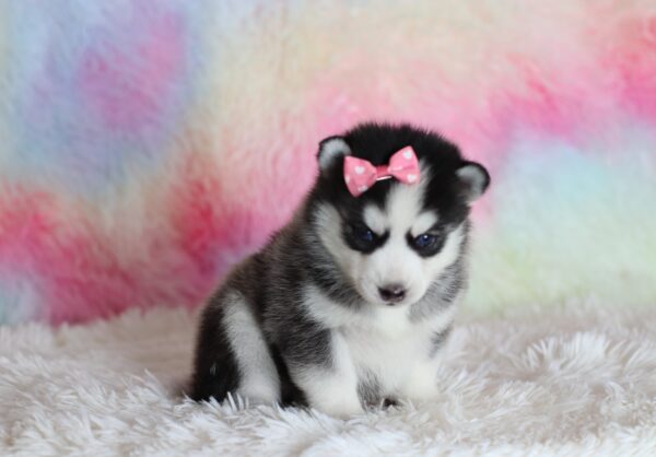 1586a-Laina-pomsky-puppy-The-Puppy-Lodge-scaled.jpg