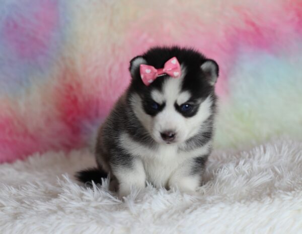 1586aa-Laina-pomsky-puppy-The-Puppy-Lodge-scaled.jpg